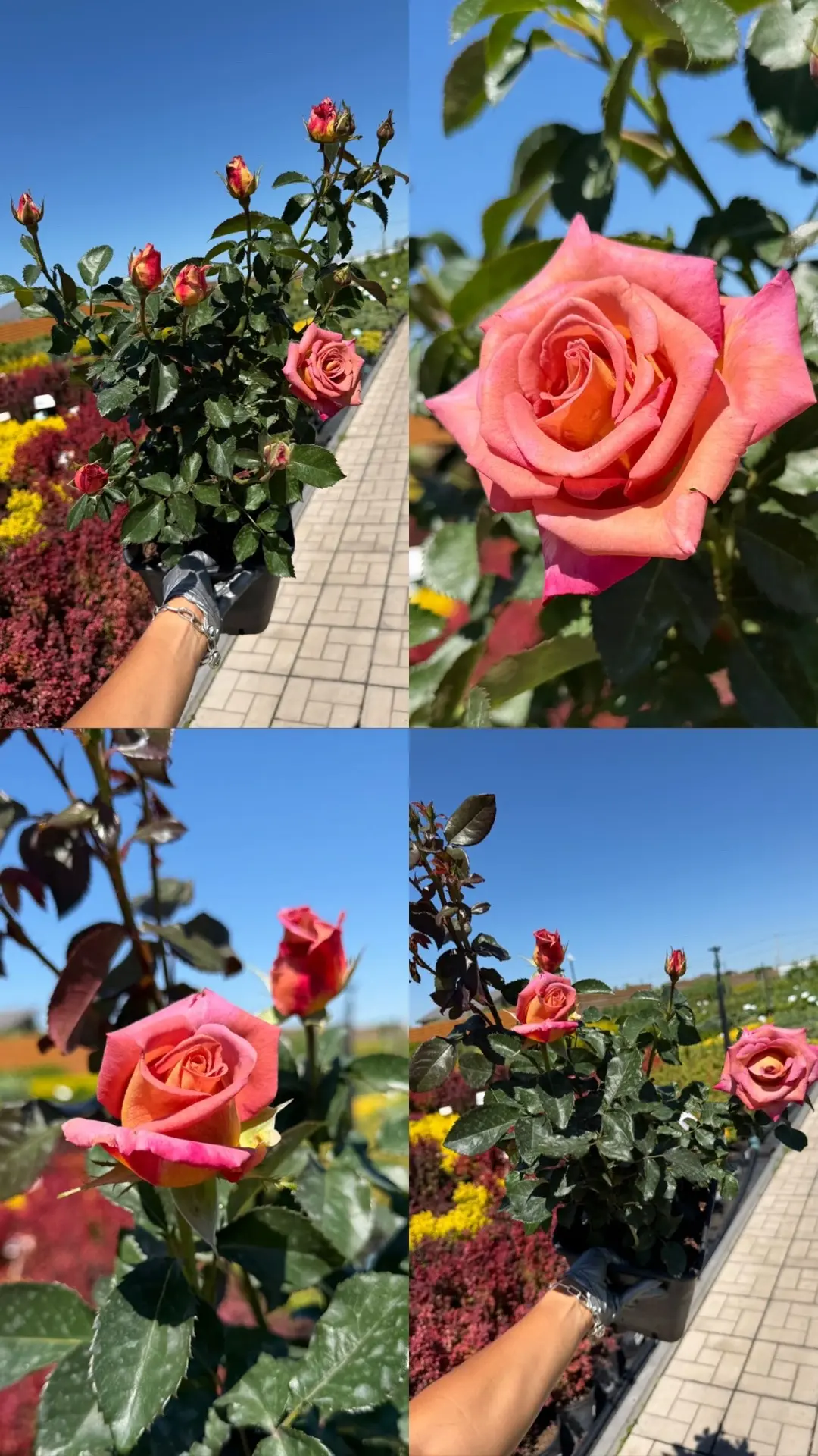 😍🌹