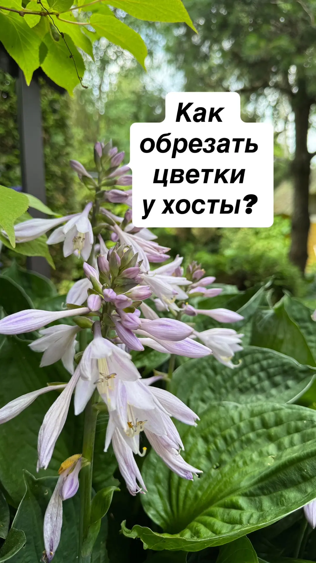 Как я срезаю цветы у хост ? 

Многие просят срезать цветы у хост еще до их распускания и мы срезаем 