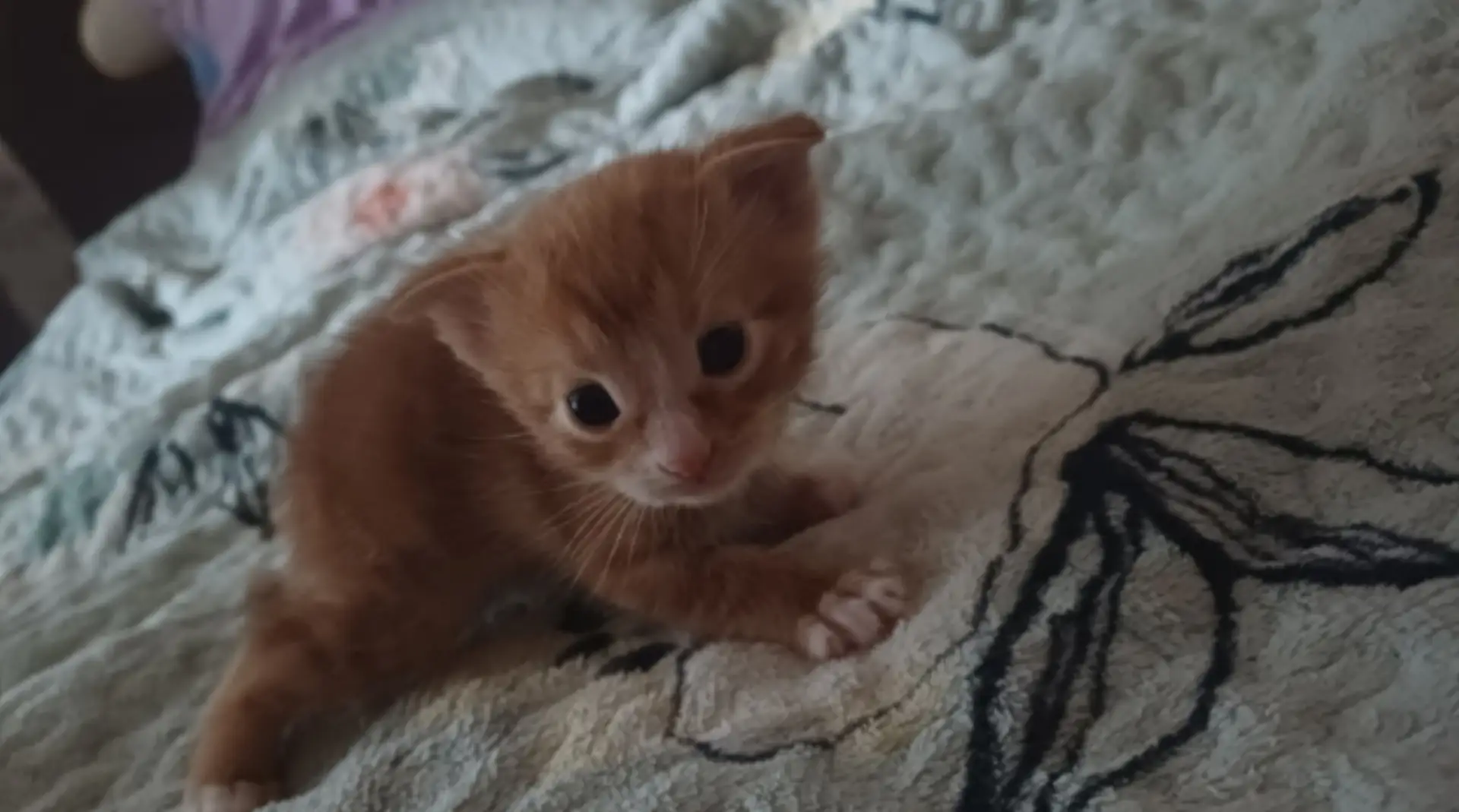 Котята ищут, любящий дом.