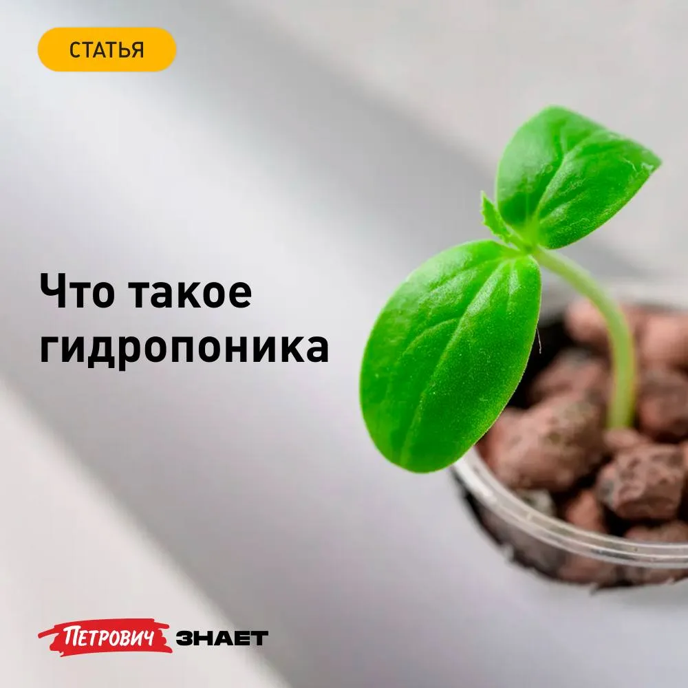Гидропоника — это технология выращивания цветочных и овощных культур в обогащенном раст...