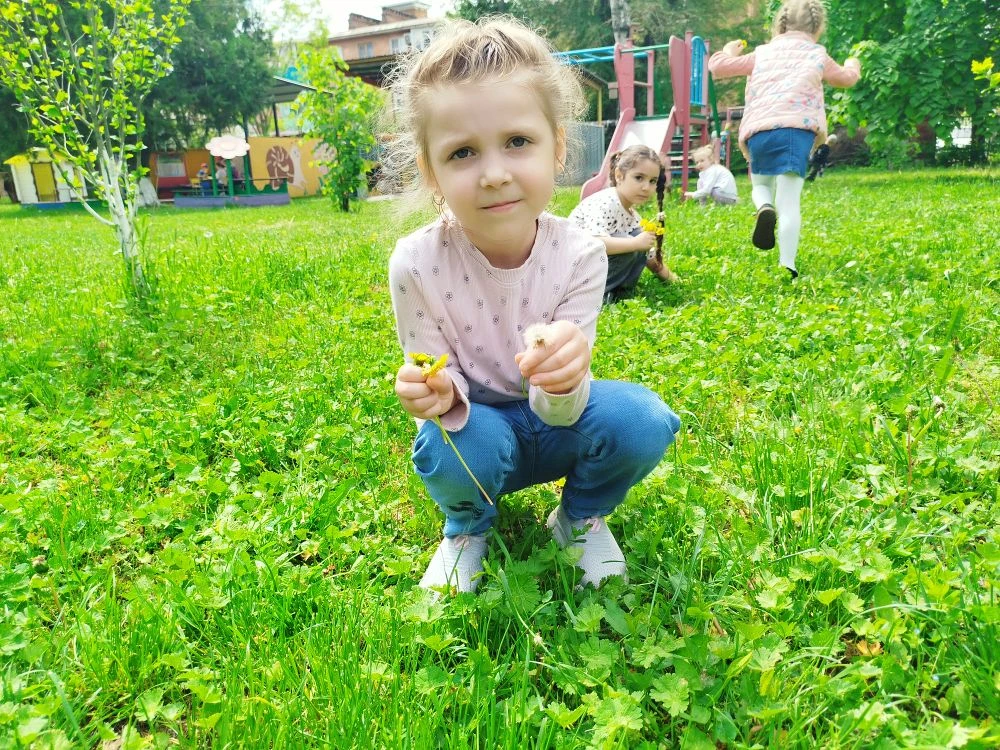 🌼 Знаете ли вы, откуда появились одуванчики? 🌼