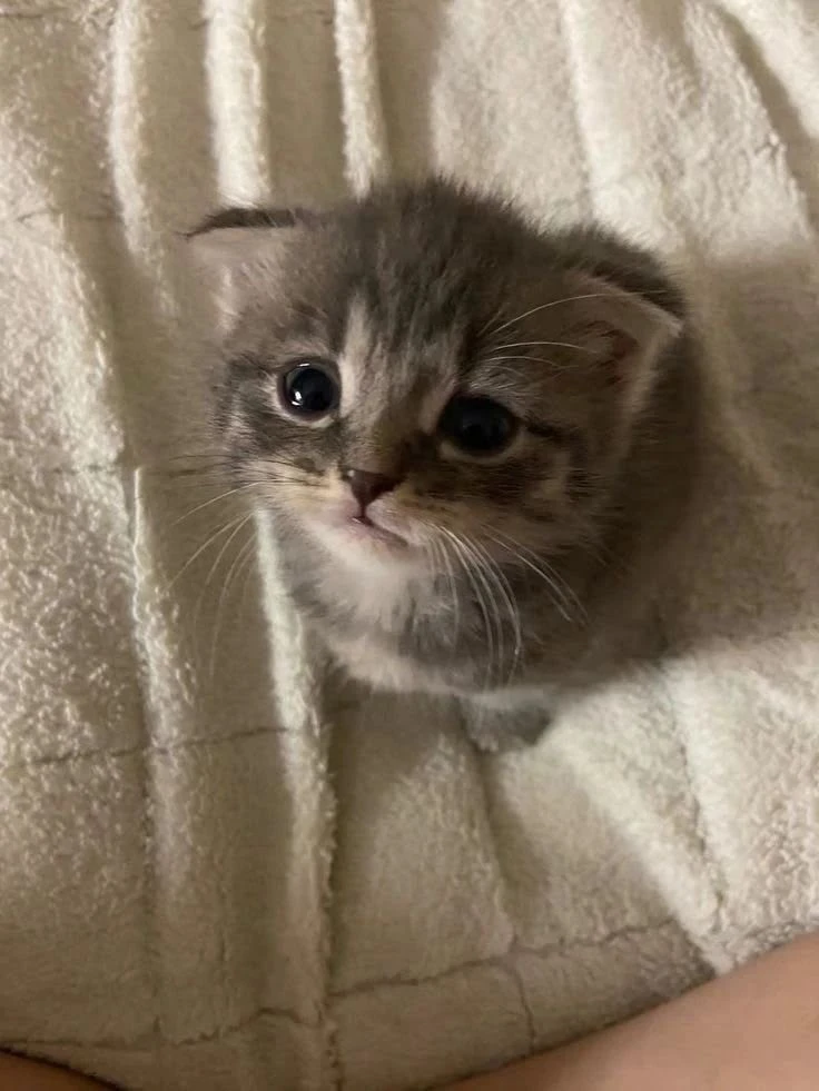 Привет как дела?🥹❤