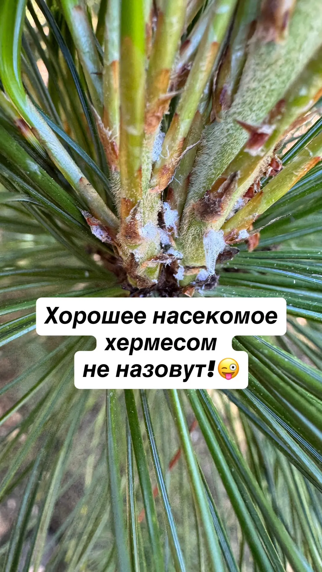 Ананасы без шампанского!