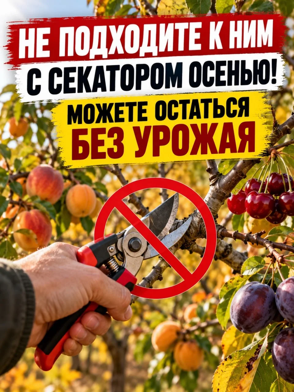 🛑 СТОП, СЕКАТОР! Эта осенняя ошибка лишит вас урожая в следующем году!