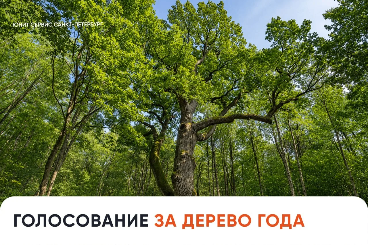 Дуб из Санкт-Петербурга борется за звание главного дерева страны 🌳

В этом году на Всероссийском ко