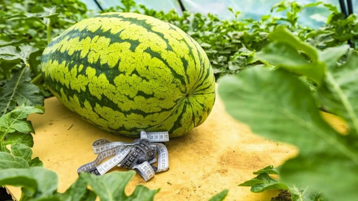 🎃 Гигантские овощи покажут на ВДНХ