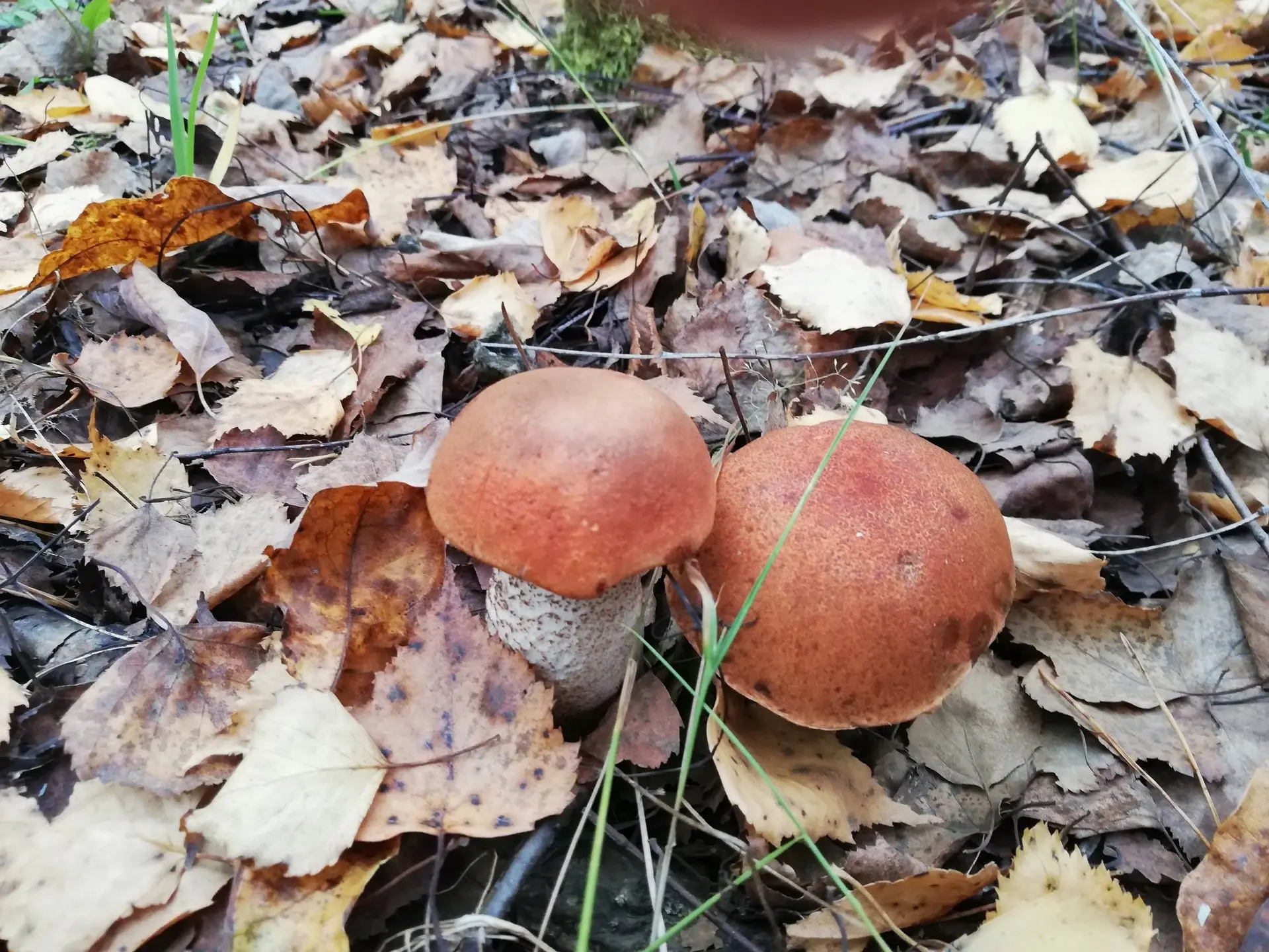 Доброе утро, регион! Сегодня суббота, 3 октября 🌥️🍂