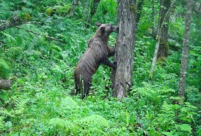 ❗❗Эколого-просветительский маршрут Алтайского заповедника "Водопад Корбу"временно закры...