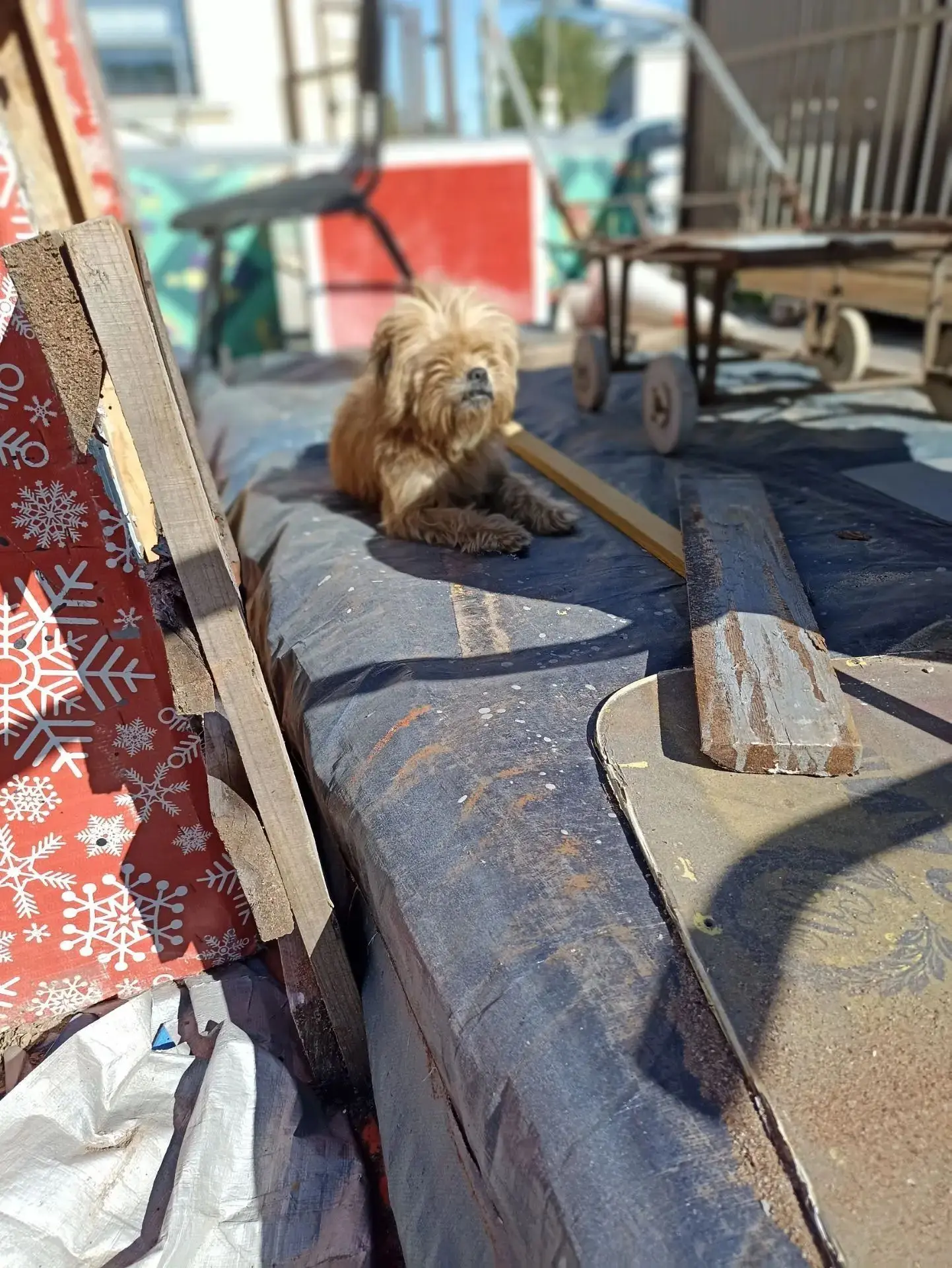 Такого нашествия бездомной мелочи мы не помним😢 с начала основания приюта. Дожидаются ...