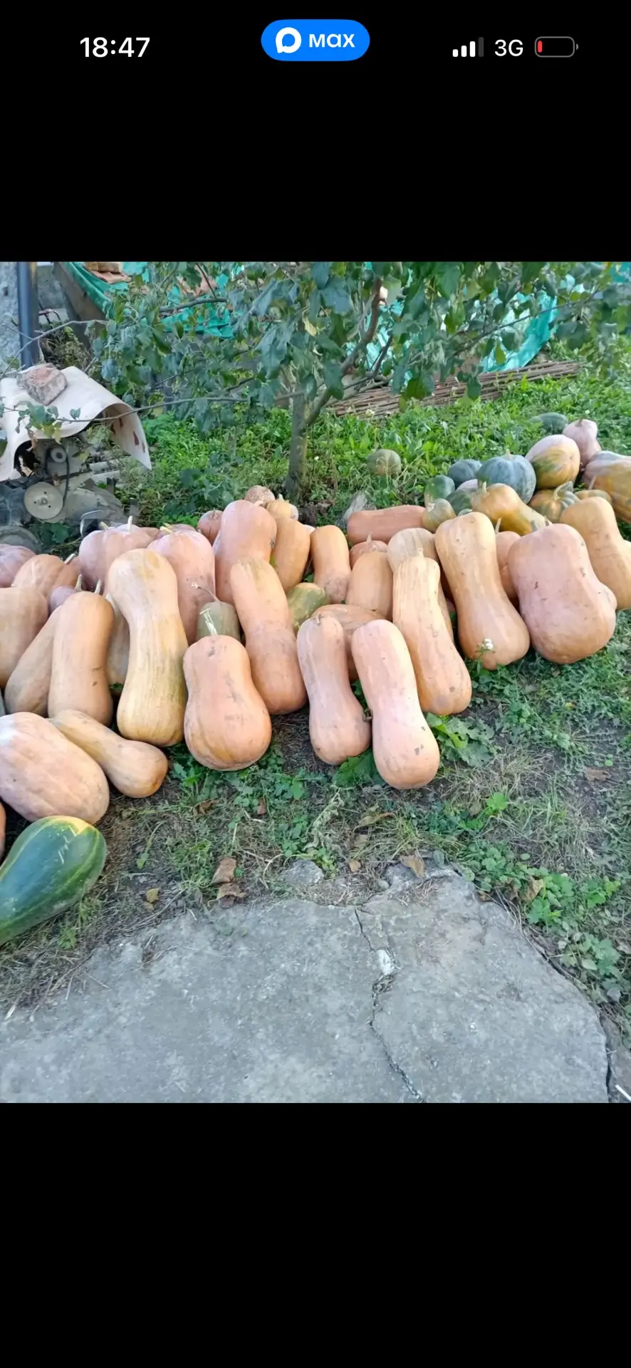Продам тыкву .