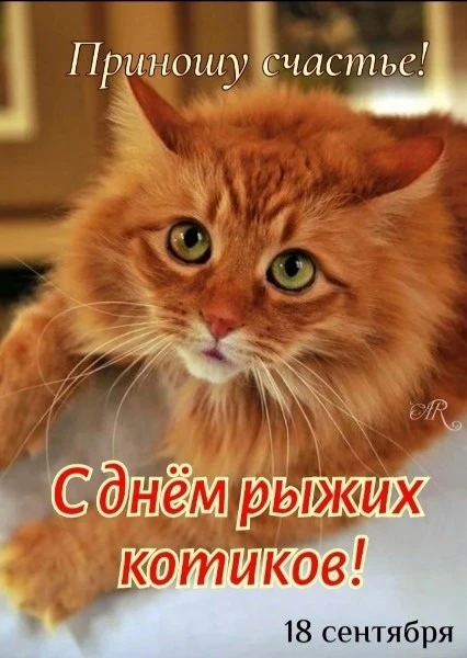 🐈🐱😍 С Днём рыжих котов! 🎉