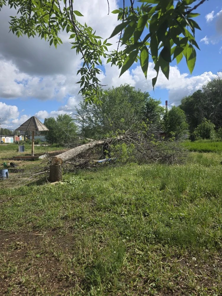 29.05.26 Проведена опиловка деревьев по адресу: ул.Запорожская, д.29