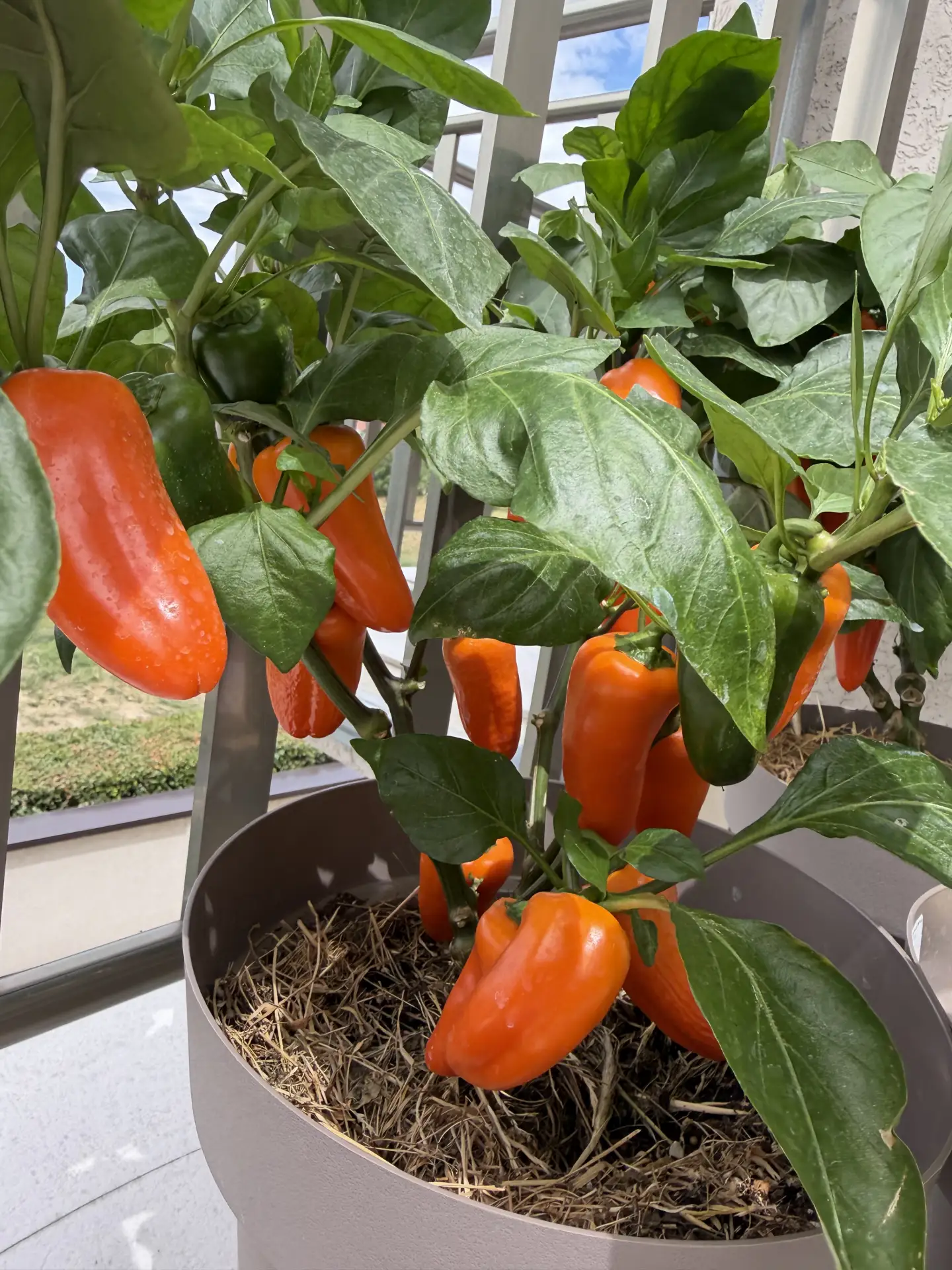 🌶️ рецепт Яркое лечо «Хани Оранж» в томатном соке