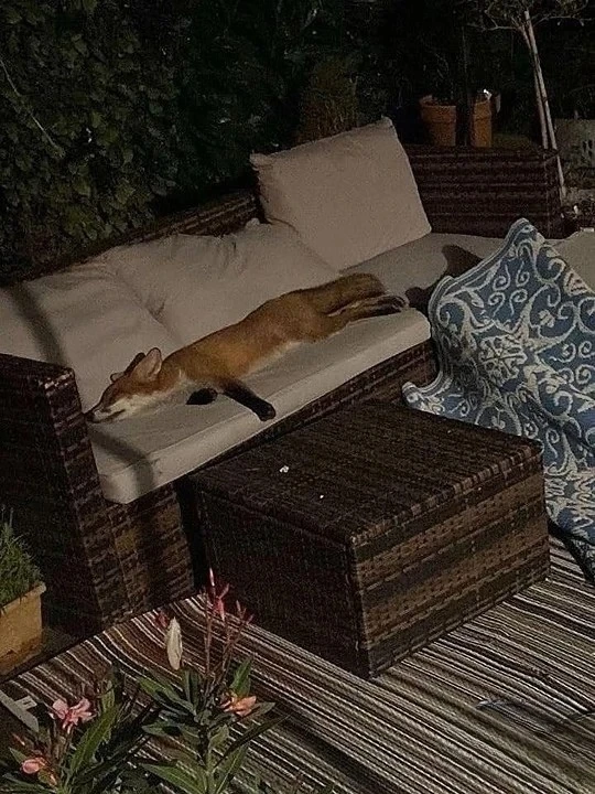 🦊 Уcтавшая лиса уcнула прямo на диване во двope частного дома.