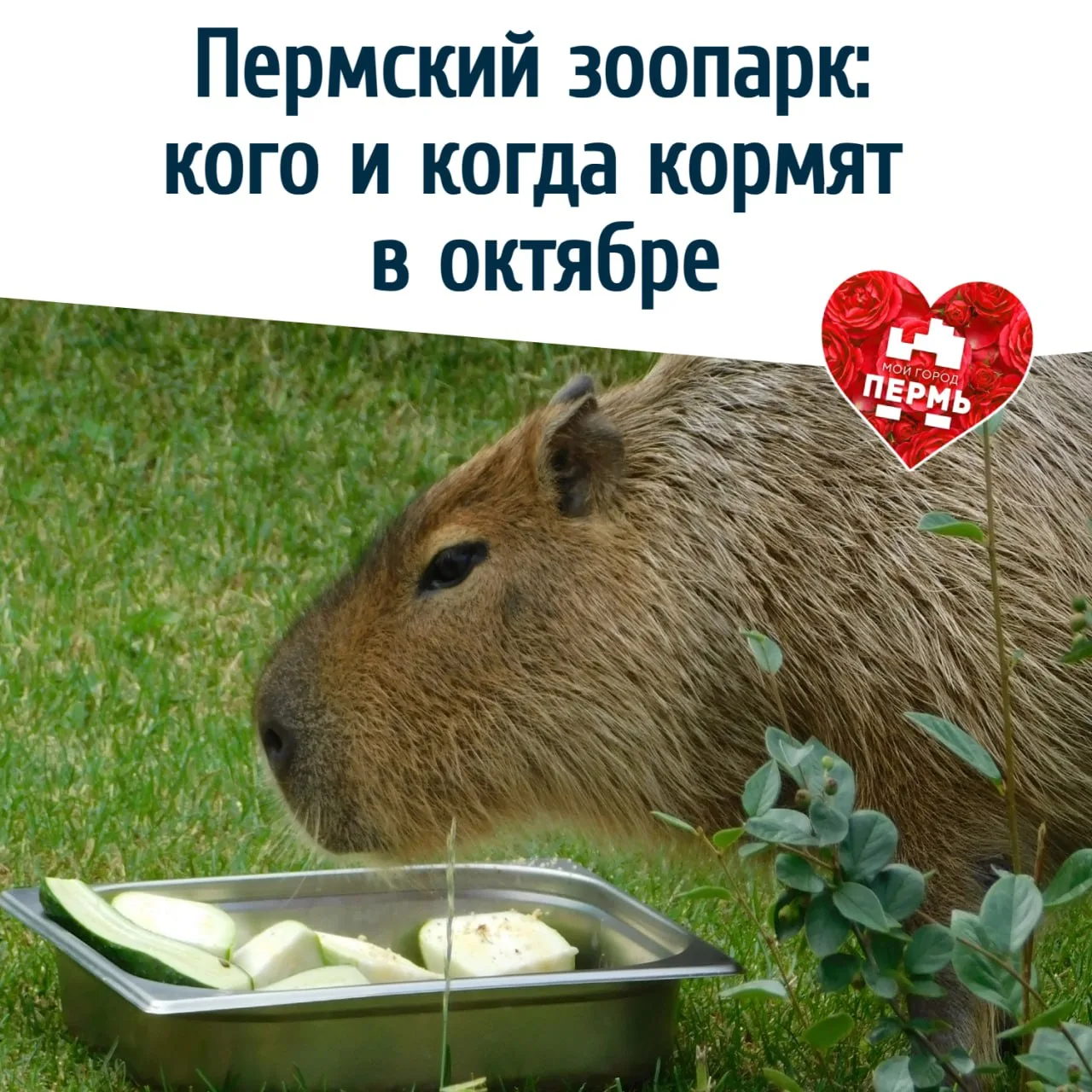 🐯 Пермский зоопарк: кого и когда кормят в октябре