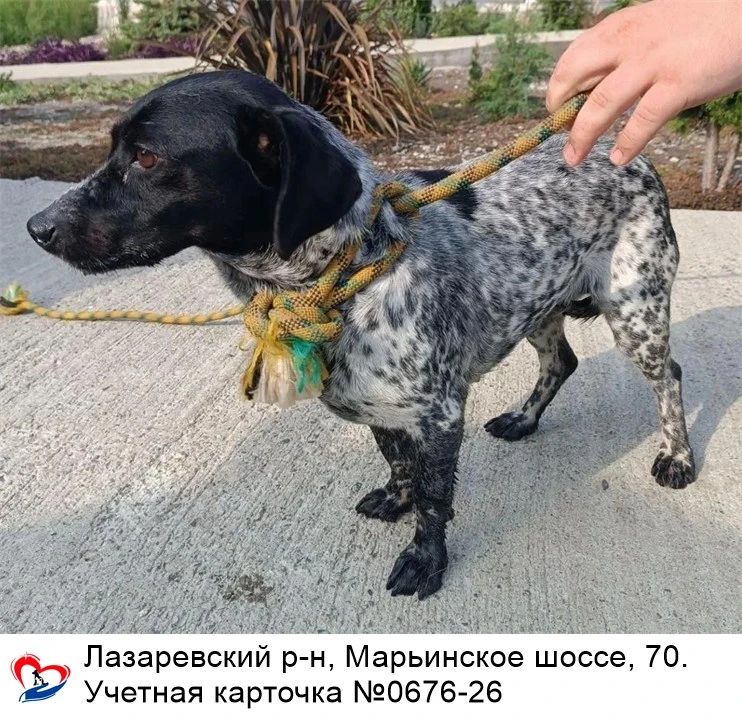 14.09.2026 был отлов собак по адресам: