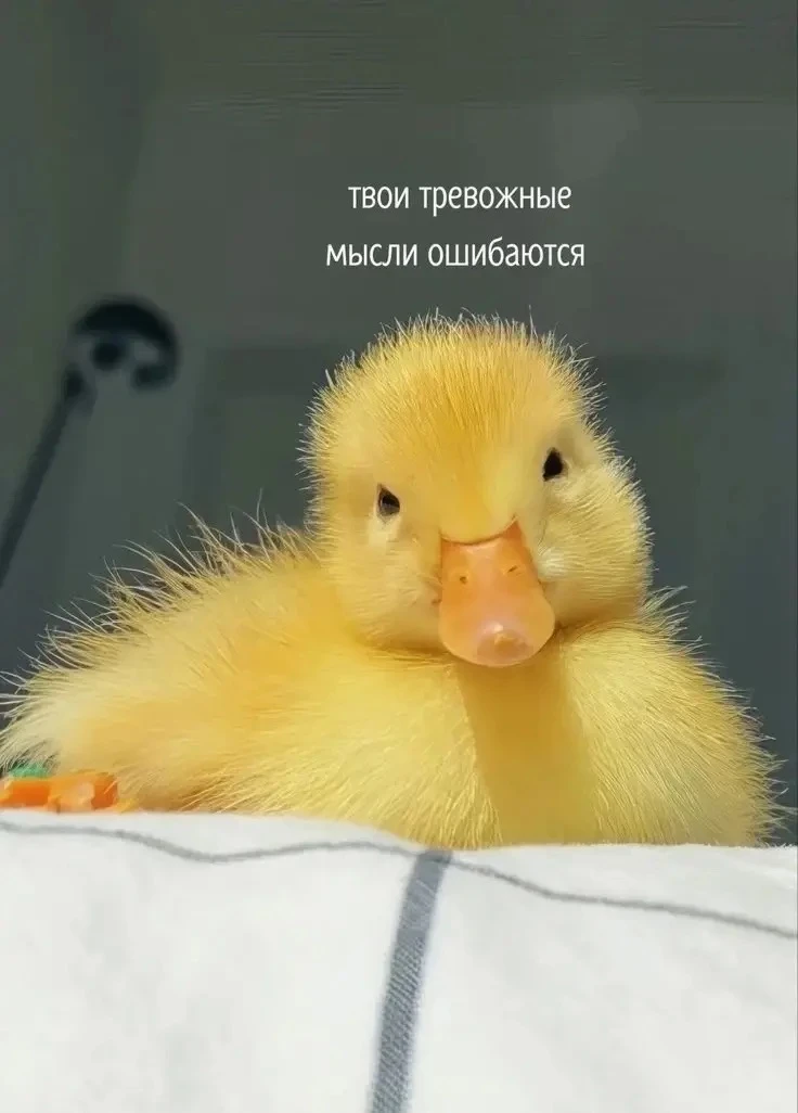 🐣Друзья, увидела сегодня у дочки на заставке телефона это фото. И сразу поняла — не мо...