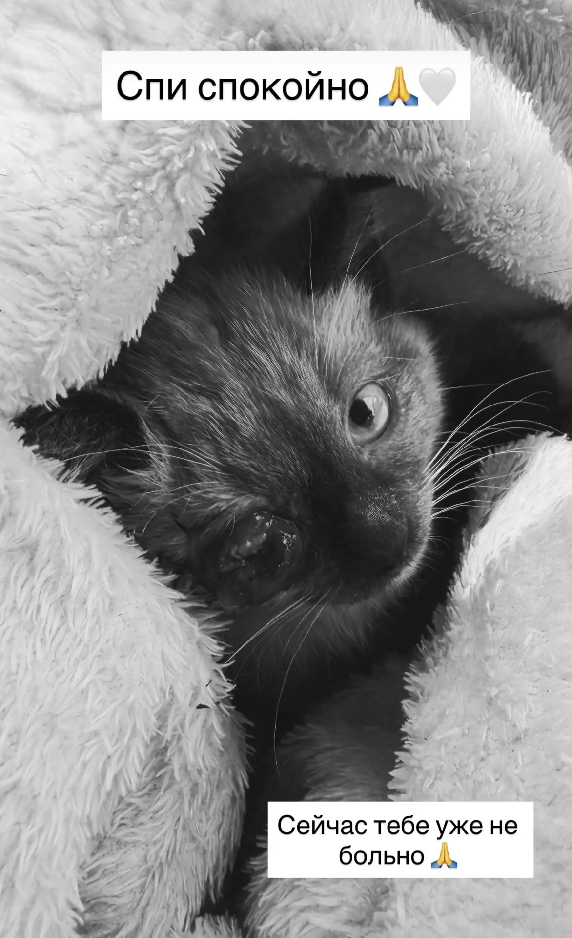 😿Умер котёнок, которого сбила машина на Павловском тракте. После операции он не вышел ...