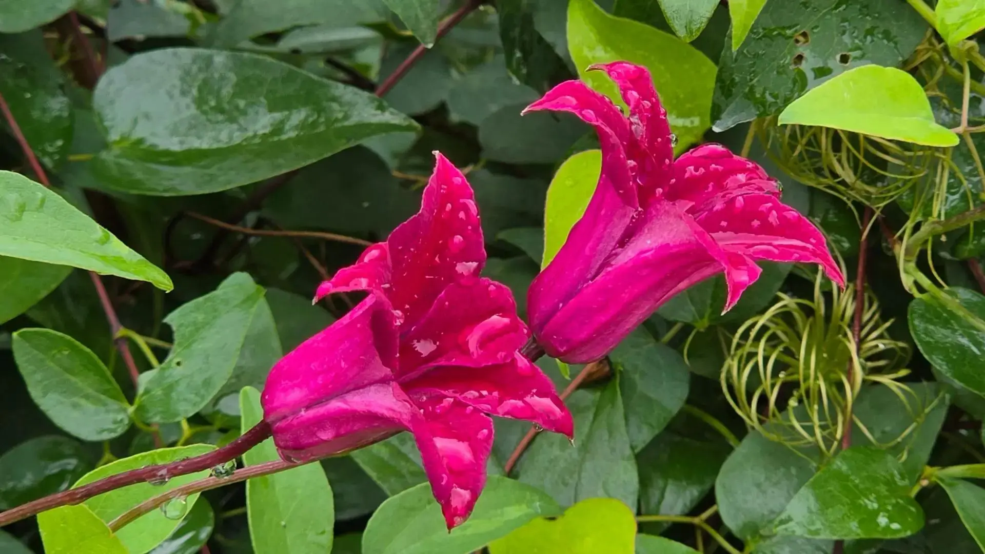 🌿 Новые фавориты  моего папы