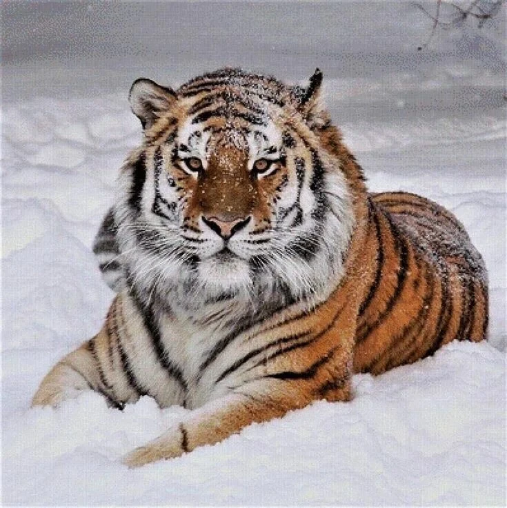 🐅 Амурский тигр: гордость Дальнего Востока и герой Красной книги 🐅

Амурский тигр — настоящий симв