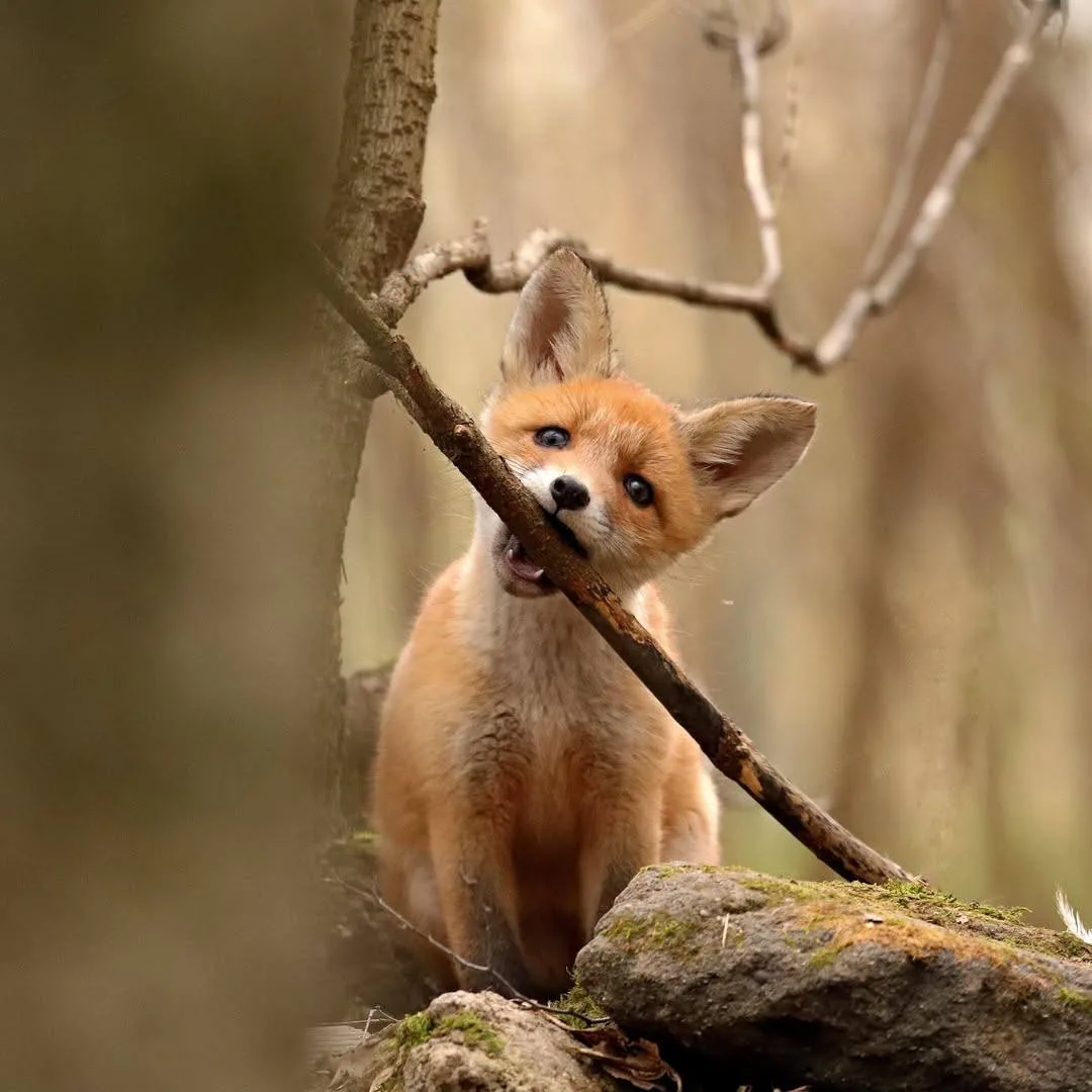 Беззаботное детство маленького лисёнка 🦊🥰😍  📸 dashaa0405  Уютная Россия 🇷🇺