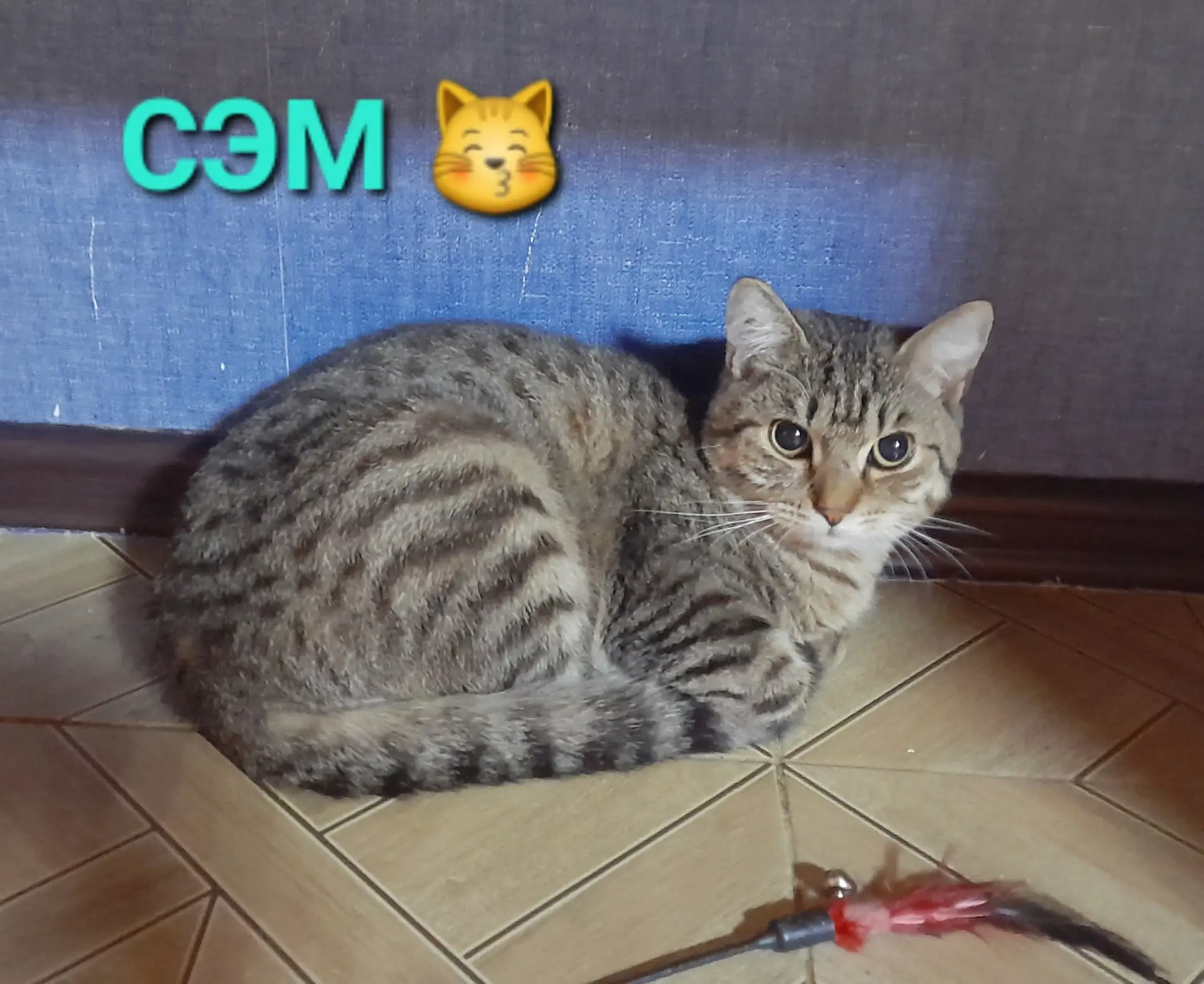 🐈 Котик СЭМ  ищет дом, чтобы быть «смотрящим» в нём 🏠❗️