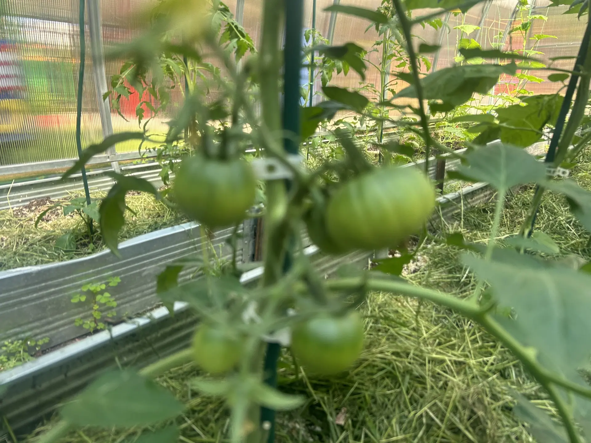 👨‍🌾Официально: мы превратились в дачников-энтузиастов (и нам это нравится)!

Наши ребята колдовали