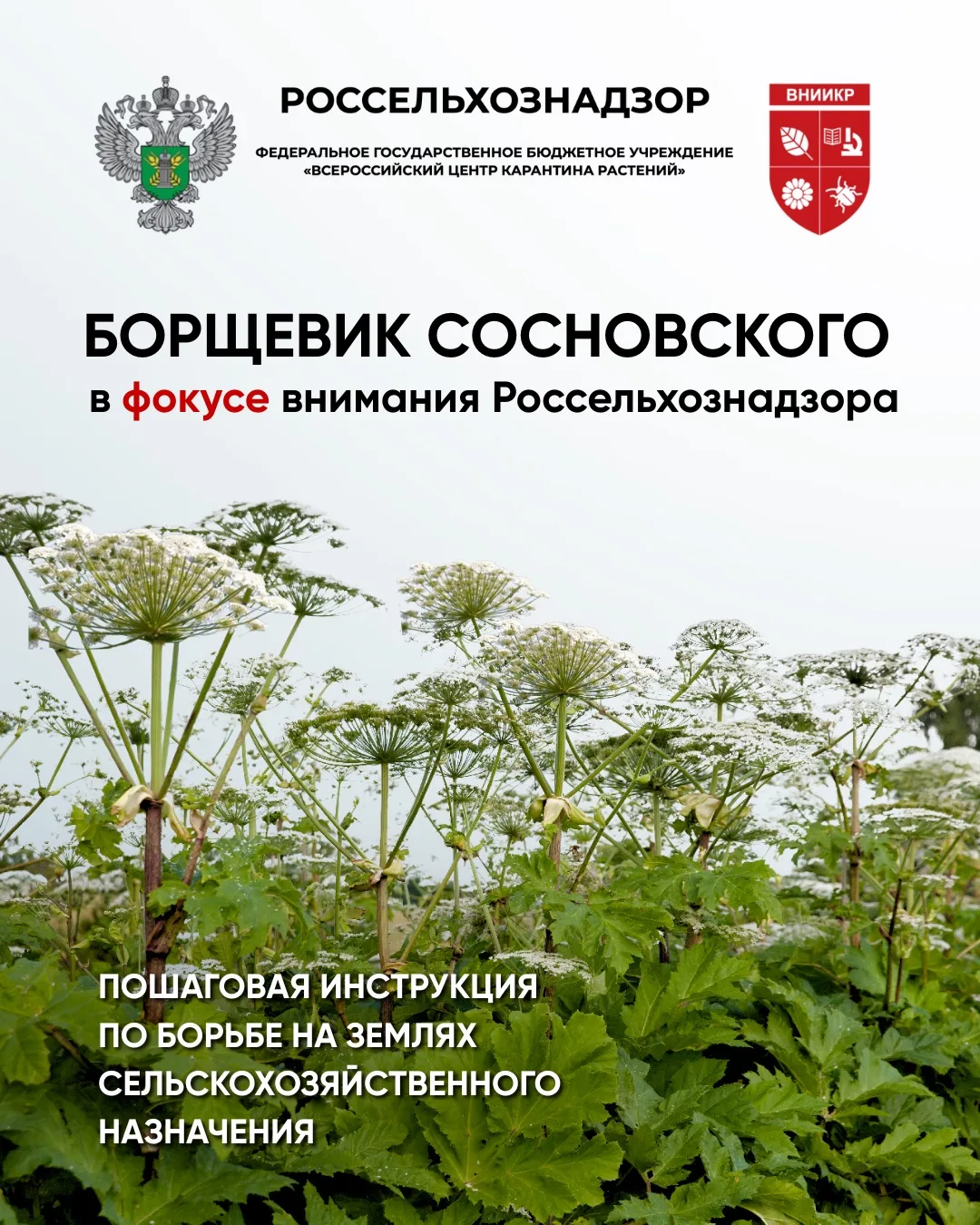 Инструкция по борьбе с борщевиком Сосновского