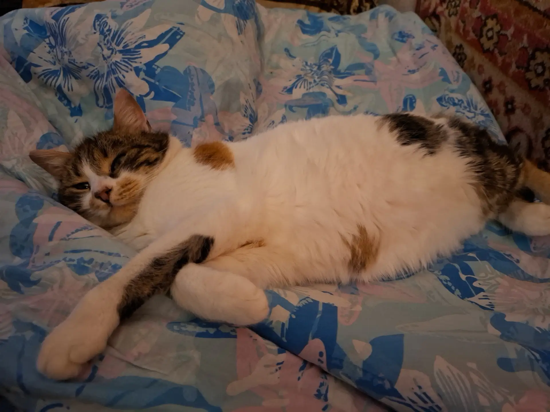 Пропала кошка, Вишнёвый сад, может кто видел?