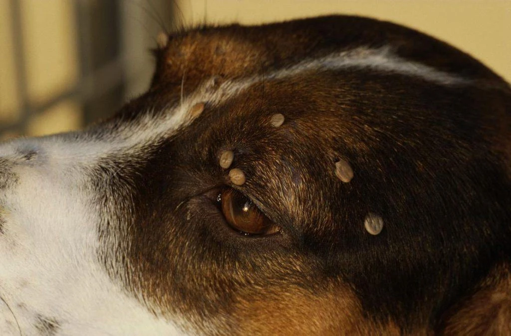 Бабезио́з, пироплазмоз (Babesiosis), остро, подостро и хронически протекающая трансмиссивная, сезонн