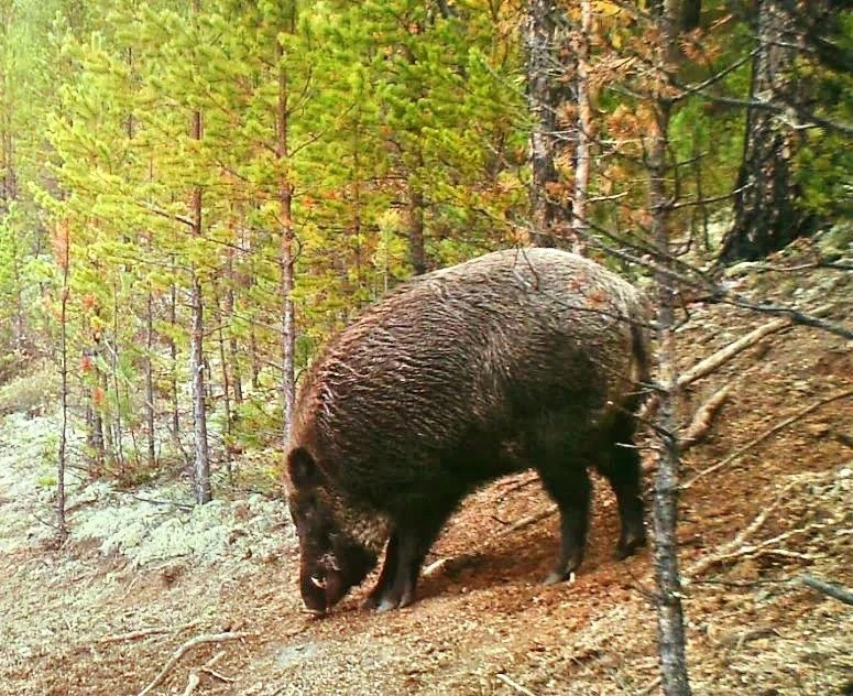 Кабан попал в объектив фотоловушки в Забайкалье