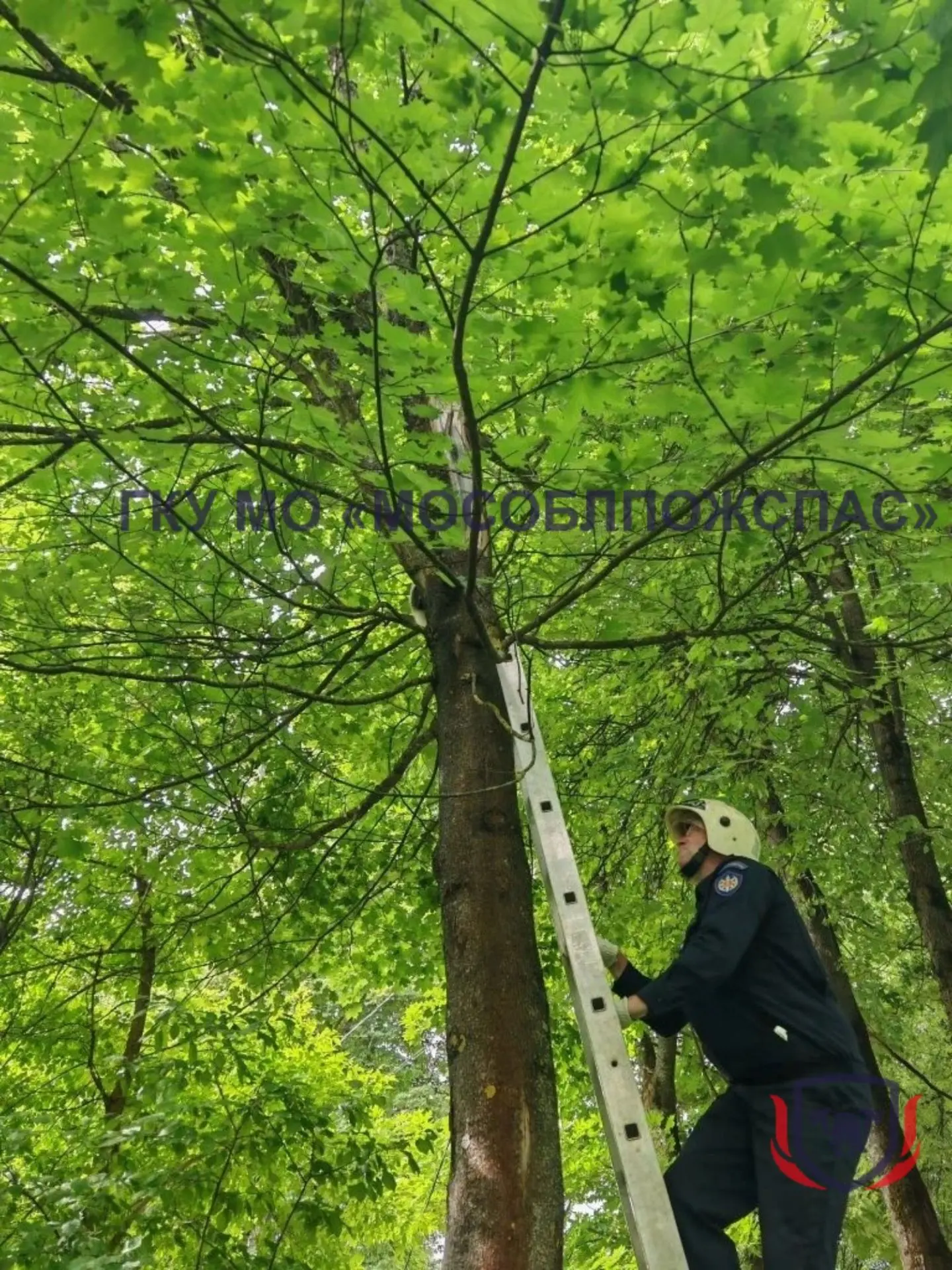 🐈 Гоша, ты не белка! Спасатели выручили из беды кота-верхолаза 🌳

📲 В округе #Волоколамский хозяй