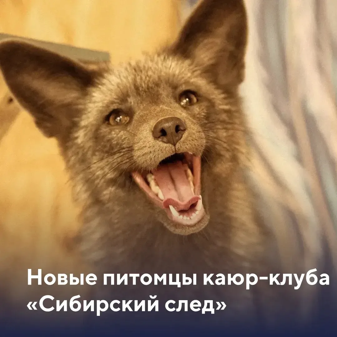 🐾 Делимся хвостатыми новостями!
