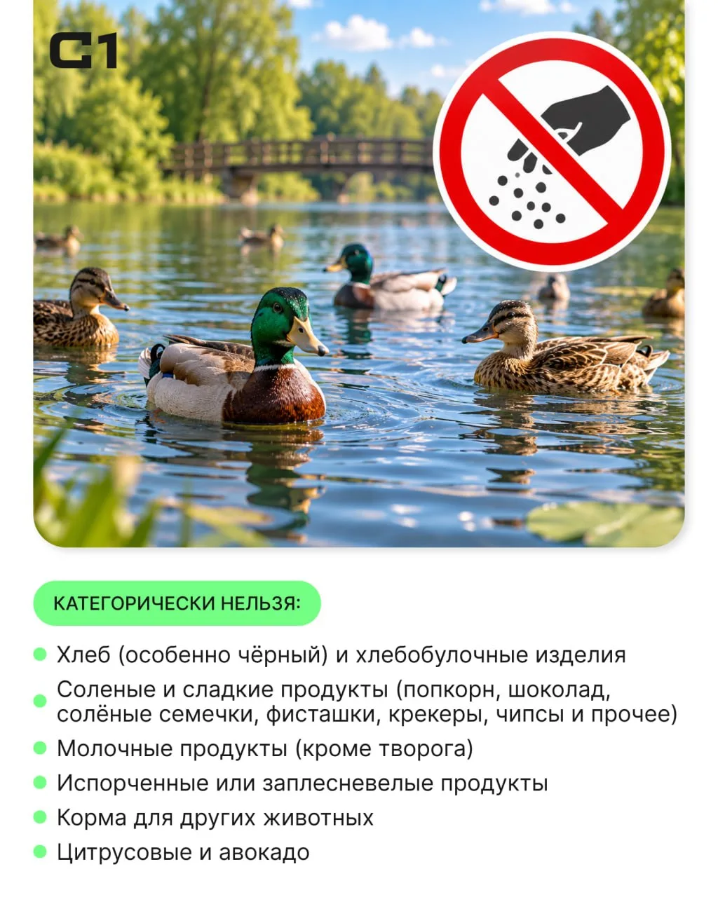 Кормить уток в Беличьем парке хлебом нельзя, так как это вызывает у птиц болезни пищева...