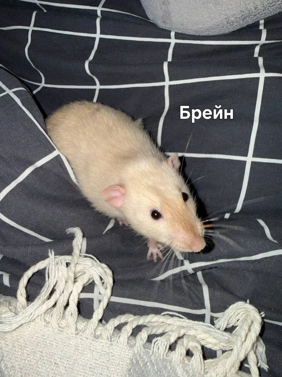 Из-за аллергии хозяина мальчики Пинки и Брейн в поисках нового дома.