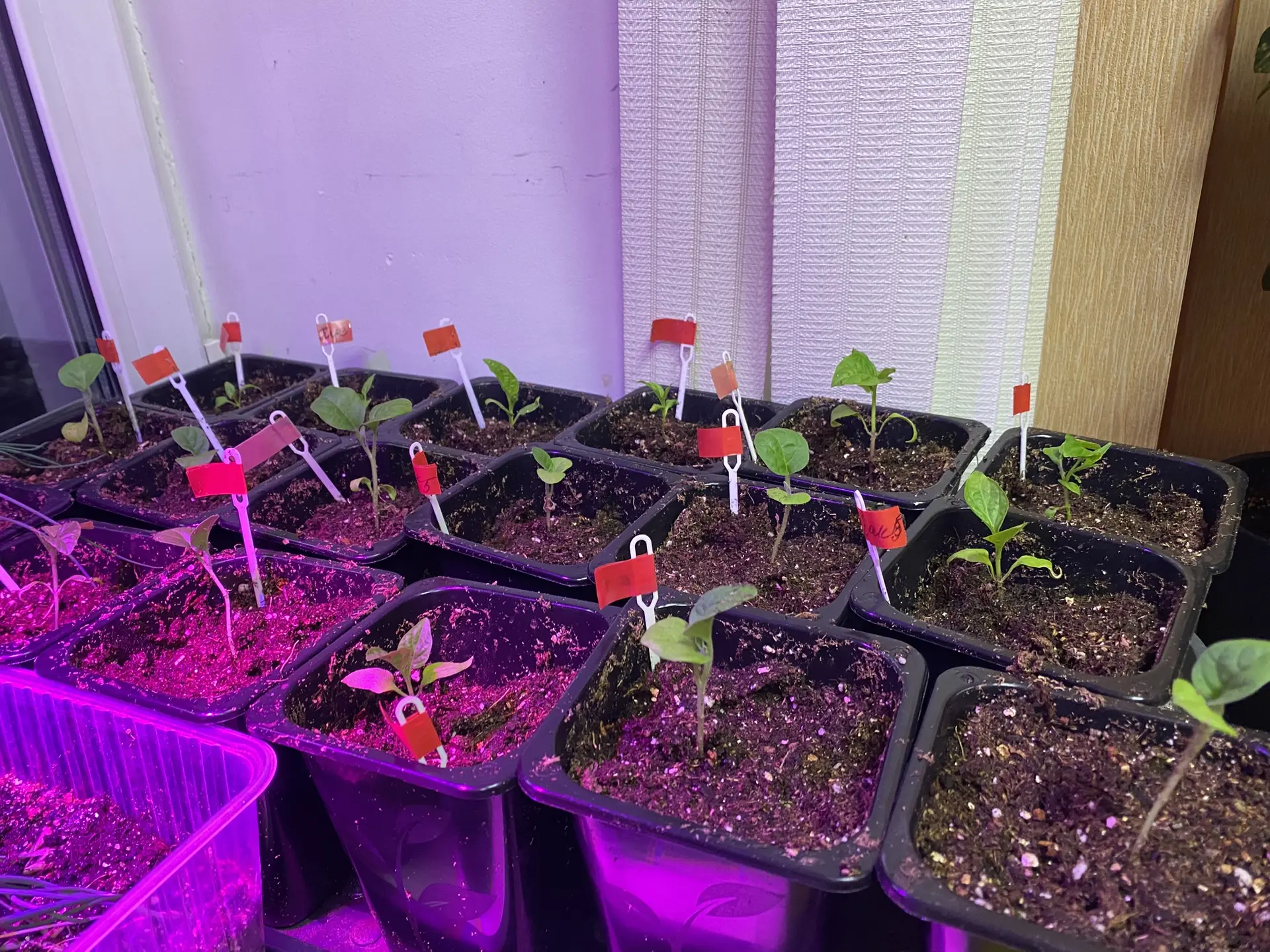 Дорогие мои дачники! 🌱
