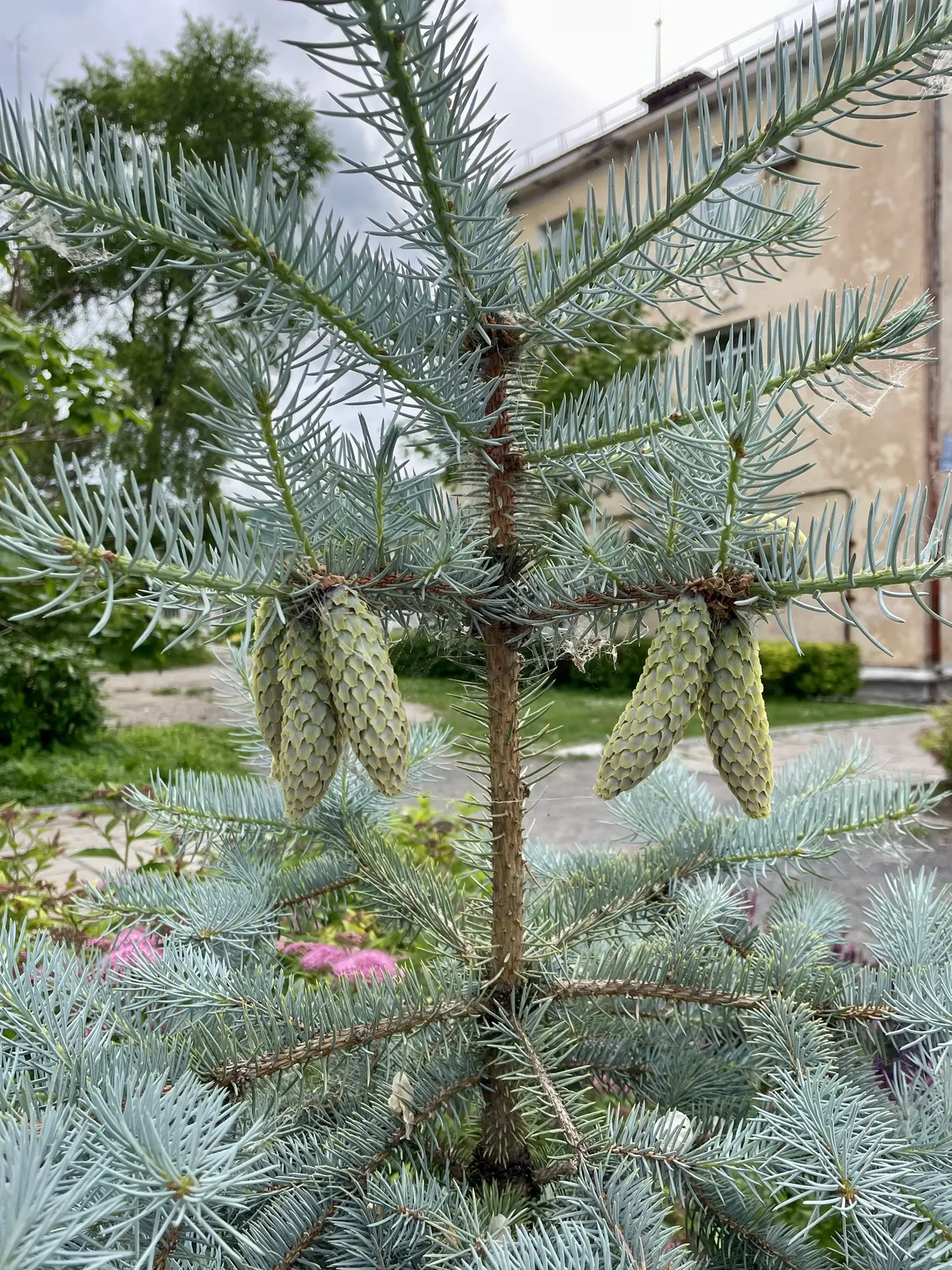 Такая маленькая ёлочка 🌲и такие огромные шишки 👀