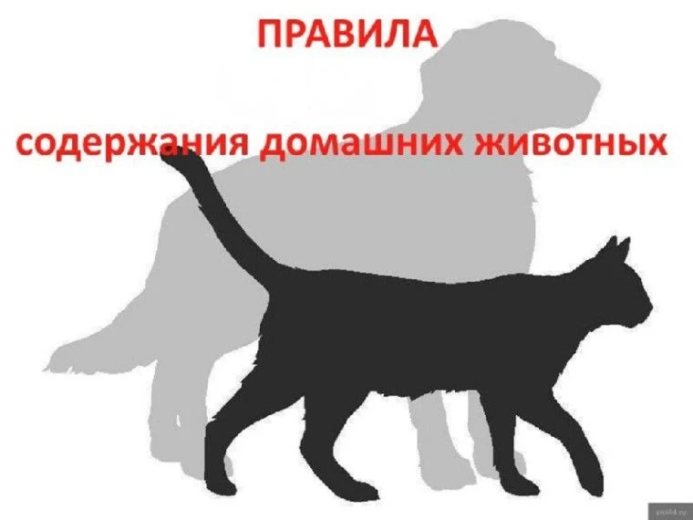 ПАМЯТКА о требованиях и правилах по содержанию домашних животных

Ст. 9 Федерального Закона от 27.12