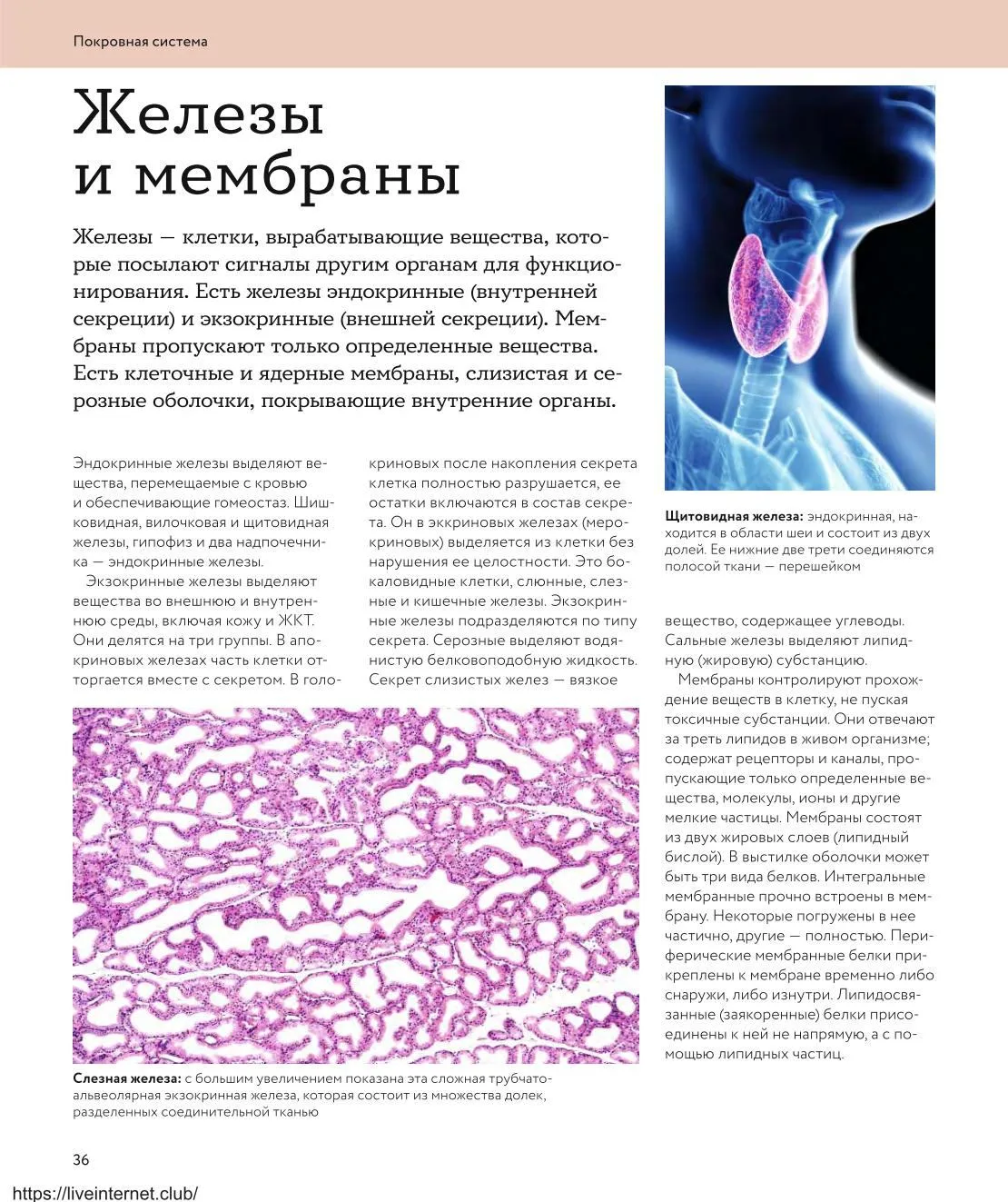 Железы и мембраны