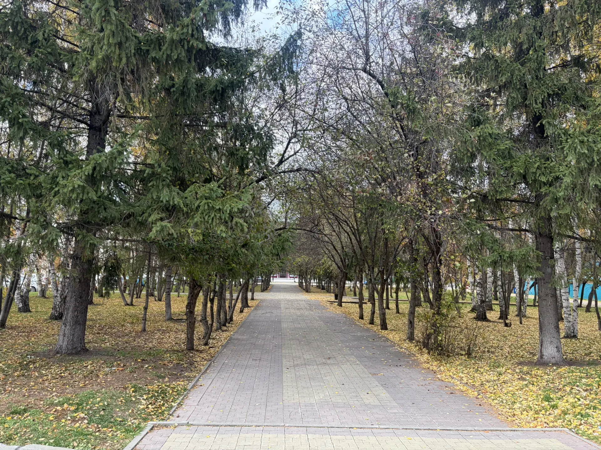 ⚠️ В Новосибирской области ожидаются сильные порывы ветра
