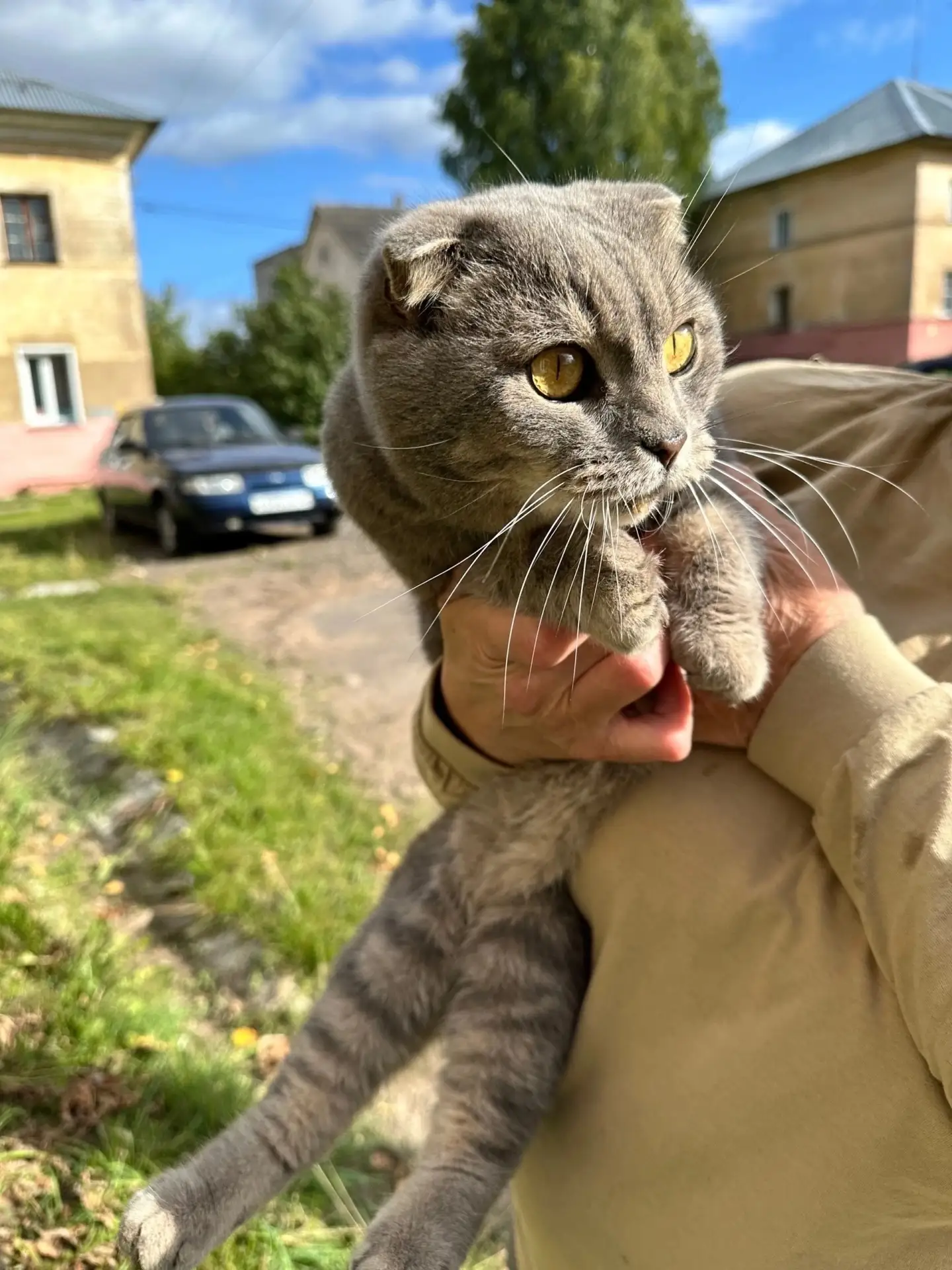 Добрый день, уже больше 2 недель к нашему дому на переулке первомайском прибился кот , ...