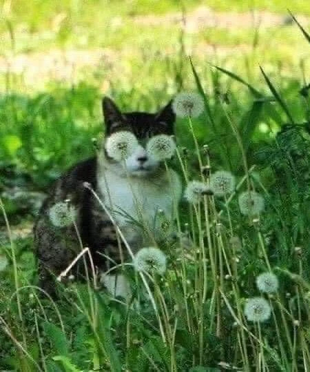 Санамый сигез димә.