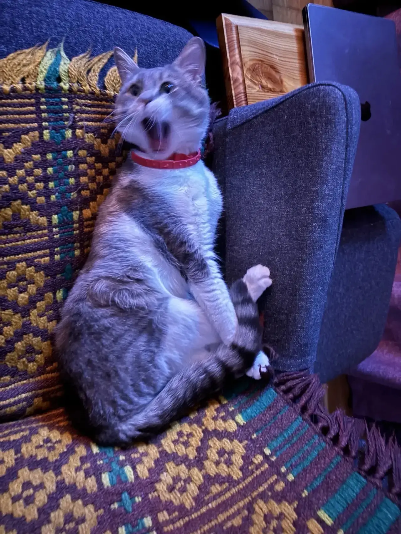 ЧТО С МОИМ КОТОМ.