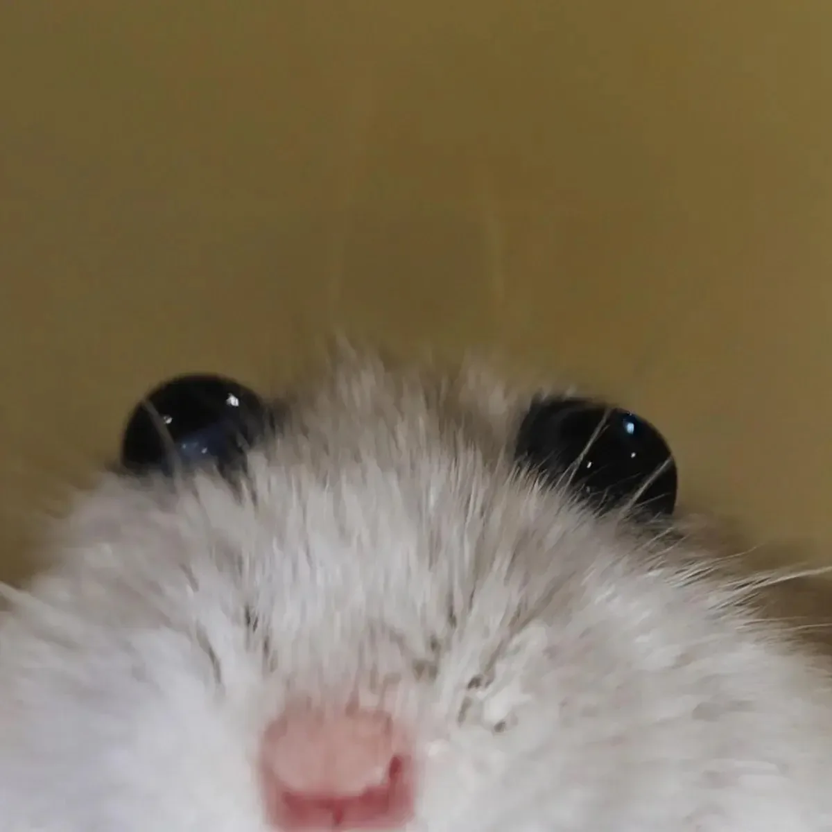 🥺 Как смотрит на тебя желание поспать после обеда