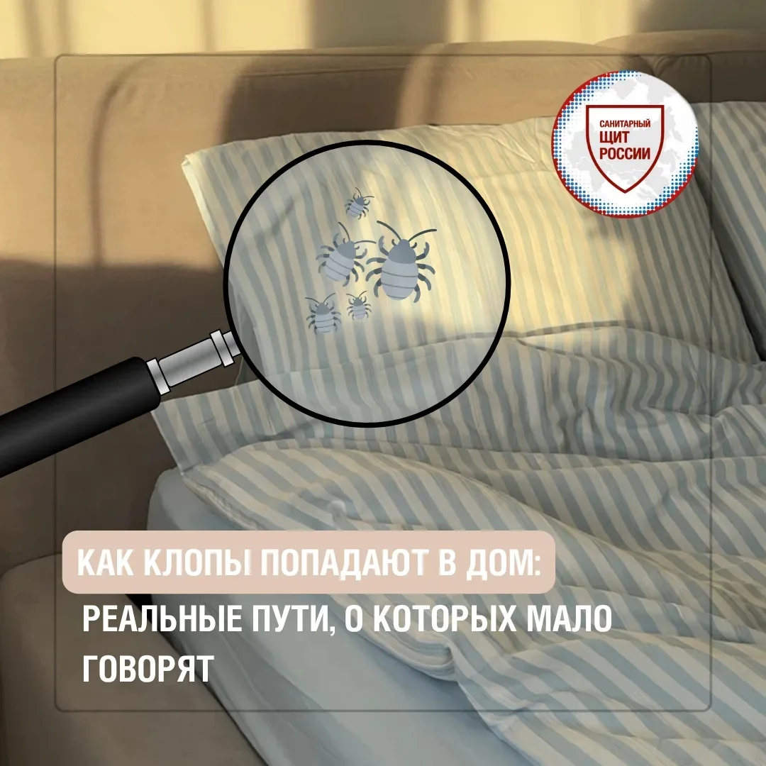 Клопы🪳 не появляются «из ниоткуда», но и не обязательно указывают на беспорядок в доме🏠. Чаще всег
