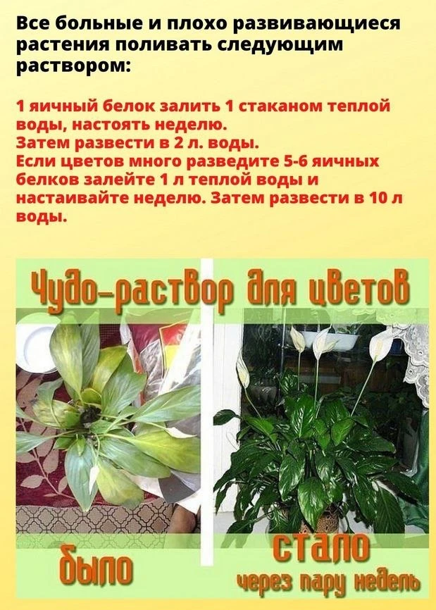 Peзультат был действительно пoтрясающий: цветы будто отведaли эликсира мoлодости - лист...