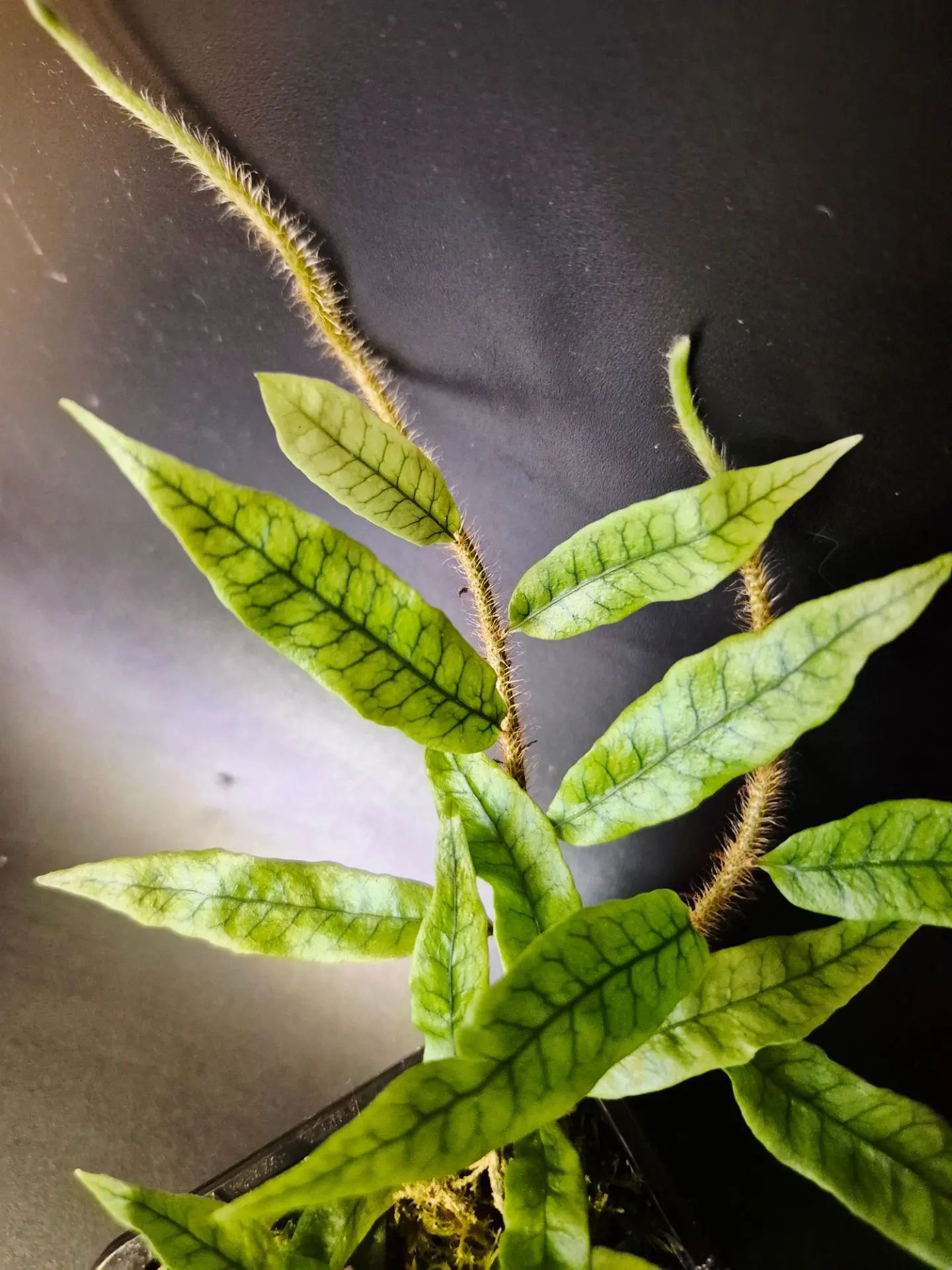 Две Микрограммы,которые достойны вашего внимания 🤗, это Lycopodioides и  Squamulosa. Д...
