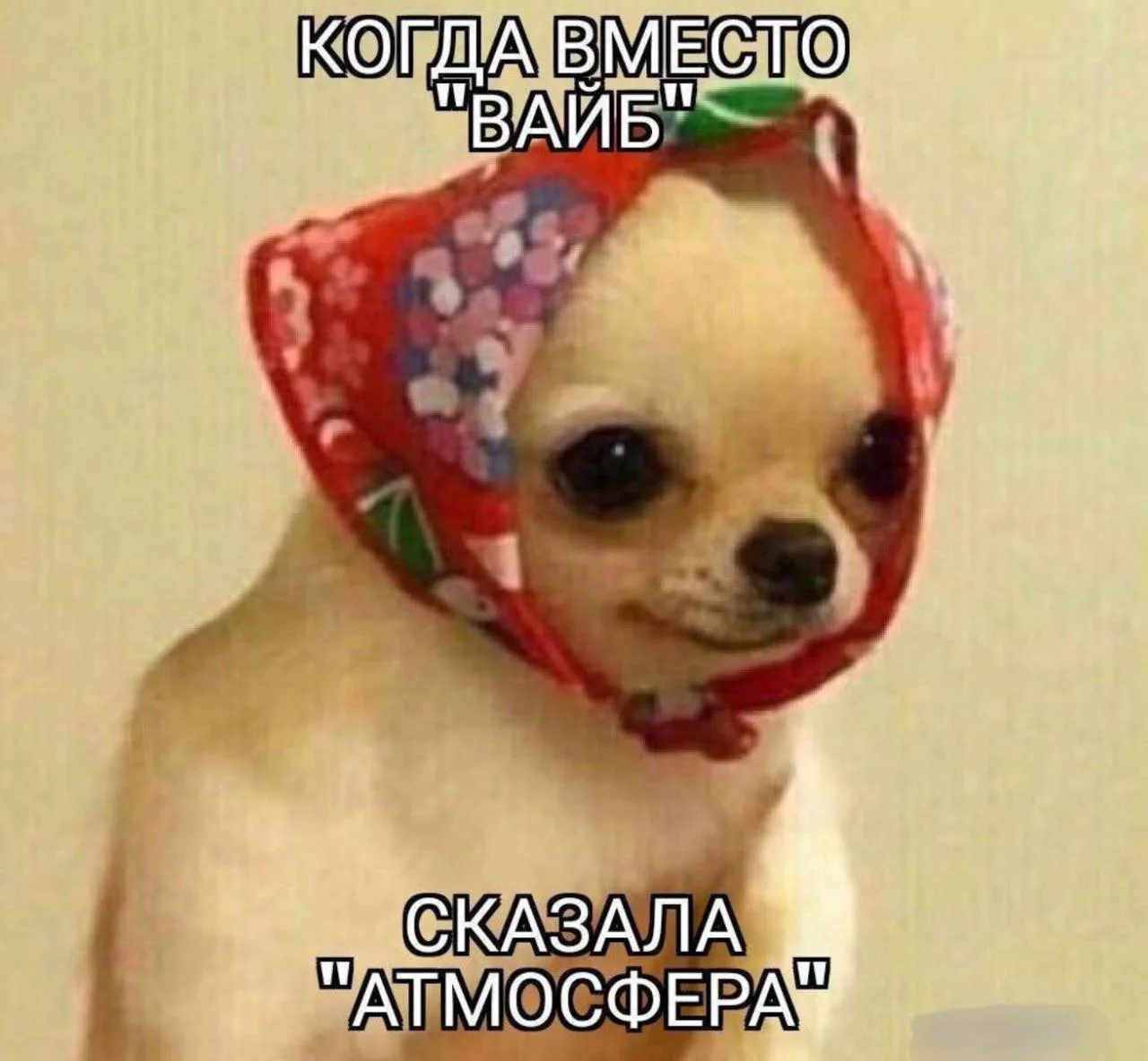 Скорее всего так меня представляют подписчики этого канала 🥹