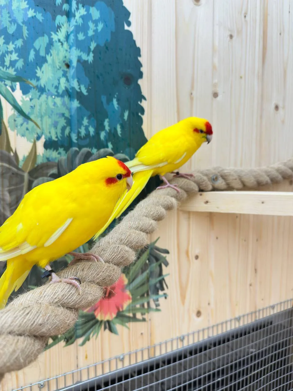 🦜 В Казани открылась «Попугайня» — новый интерактивный парк птиц!

На ул. Московской, 17 поселились