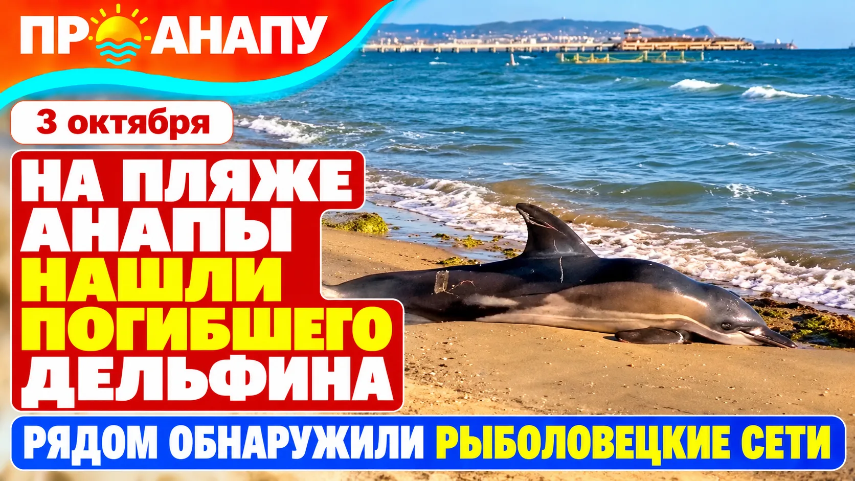 На пляже Анапы обнаружили погибшего дельфина